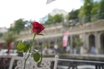 Rose in a vase on a white table and chair with the Mill Colonnade (Mlýnská kolonáda) in Carlsbad...