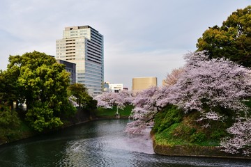Cherry blossom at Chidorigafuchi, Tokyo, Japan 