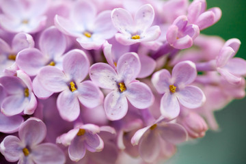 Fresh blossoming flowers at at the florist