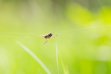 Close up of garden spider sitting on his web