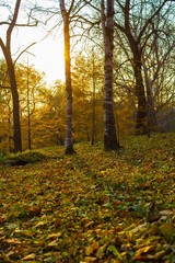 Obraz premium Sunset in the autumn park.