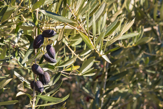 closeup of kalamata olive tree with ripe olives