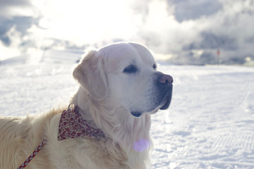 Cute dog in the French Alps