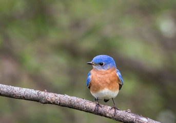 Eastern Bluebird, Sialia sialis, male perched with green bokeh background room for text