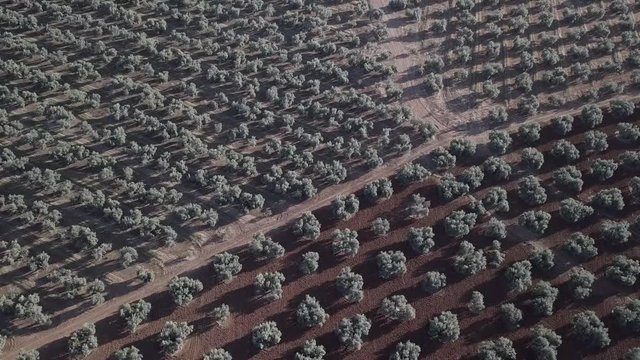 Air View field of olive trees near Jaen, Spain
