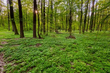 Spring forest landscape with white anemones blooming