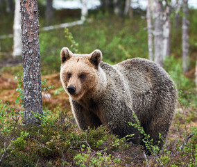 Beautiful female brown bear in Finland