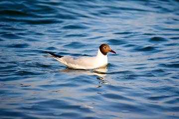 The seagull in the lake water.