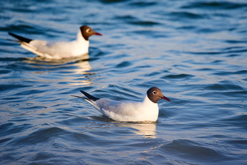 The seagull in the lake water.