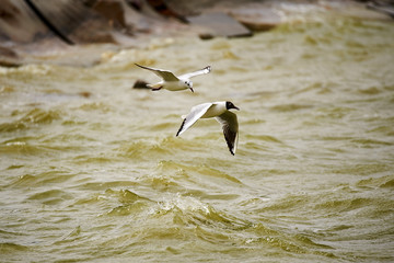 The tern is catching fish in lake water.
