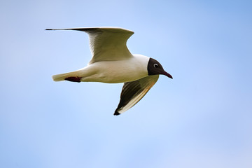 The seagull is flying in the sky.