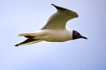 The seagull is flying in the sky.