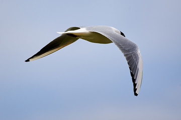 The seagull is flying in the sky.