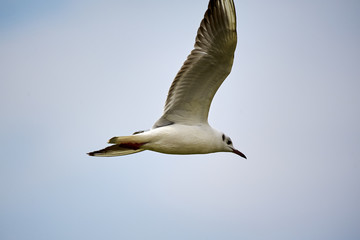The seagull is flying in the sky.