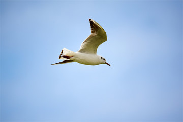 The seagull is flying in the sky.