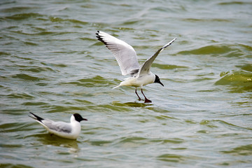 The tern is catching fish in lake water.