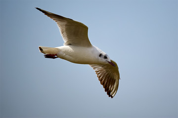 The seagull is flying in the sky.