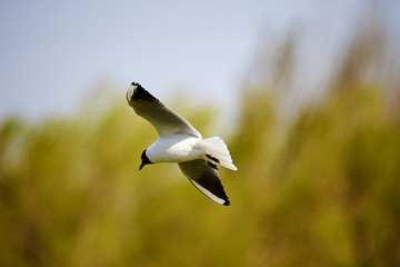 The seagull is flying in the sky.