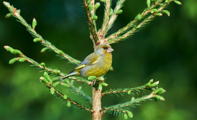 European greenfinch (Chloris chloris)