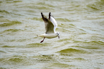 Fototapeta na wymiar The tern is catching fish in lake water.