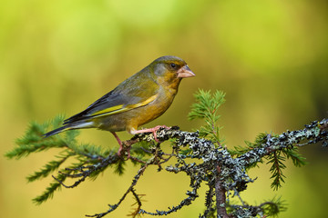European greenfinch (Chloris chloris)