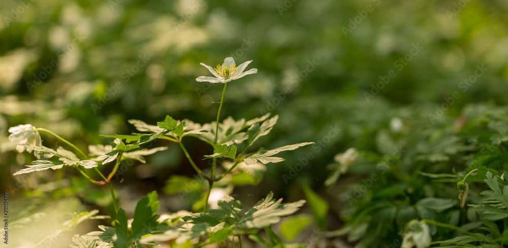 Poster White anemone flowers blooming in spring forest