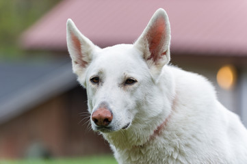 Naklejka premium White German Shepherd portrait