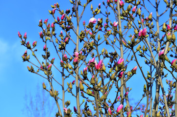 The beautiful magnolia