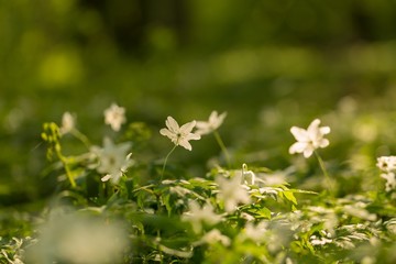 White anemone flowers blooming in spring forest
