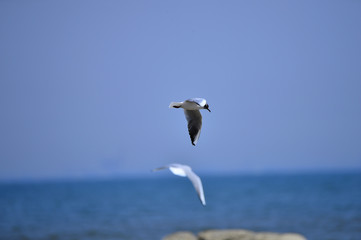 Seagulls fly in free