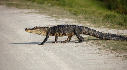 alligator crosses your path