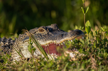 alligator sunning with mouth open wide