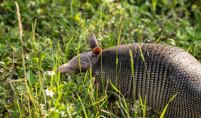 Obraz premium armadillo escapes into the tall grass