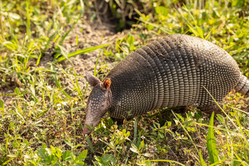 armadillo searching for food