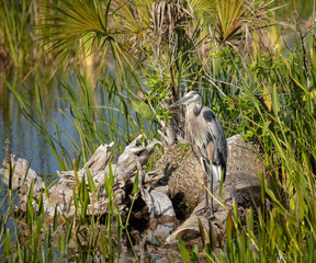 great blue heron is concealing himself in the reeds
