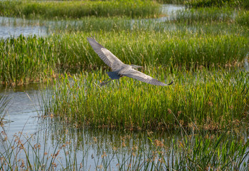 great blue heron spreads wings wide