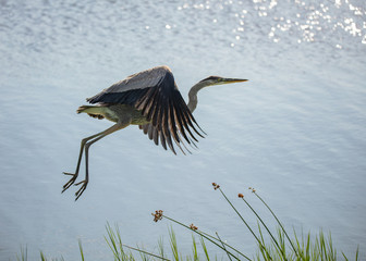 great blue heron takes flight in the noon day sun