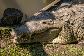 Obraz premium massive crocodile smiles for the camera