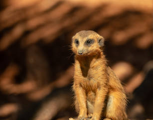 meerkat is watching something