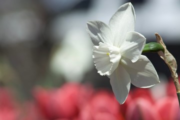 Obraz premium Beautiful white narcissio flowers with green leaves. Spring