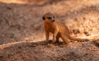 Fototapeta premium meerkat kit is watching