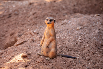mother meerkat is watching