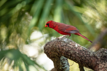 red cardinal is curious