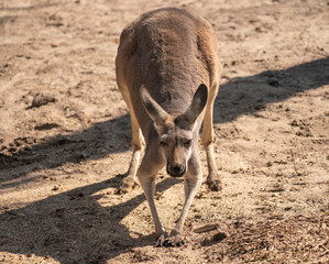 red kangaroo is coming for you