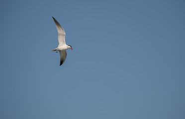 Fototapeta na wymiar royal tern soars high
