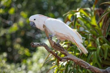 salmon crested cockatoo is perched at sunset