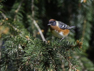 Bay-breasted Warbler Foraging on Pine Tree in Spring