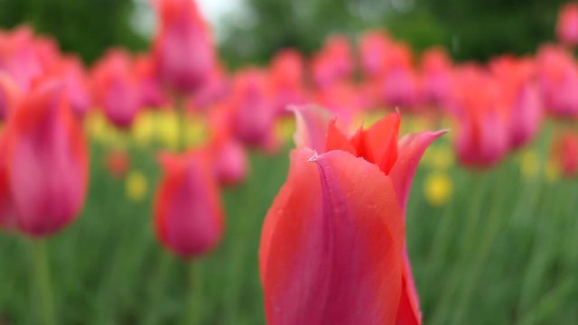 Bright Pink Tulips Under Rain