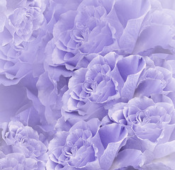 Floral  violet-white beautiful background.  Flower composition. Bouquet of flowers from  light  purple roses. Close-up. Nature.