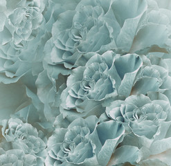 Floral   turquoise-white beautiful background.  Flower composition. Bouquet of flowers from  light  purple roses. Close-up. Nature.